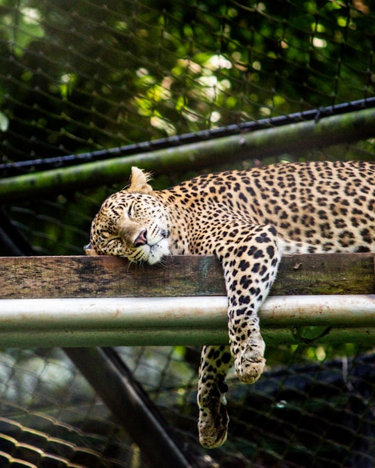 photo of Trivandrum Wildlife near Thenmala Dam