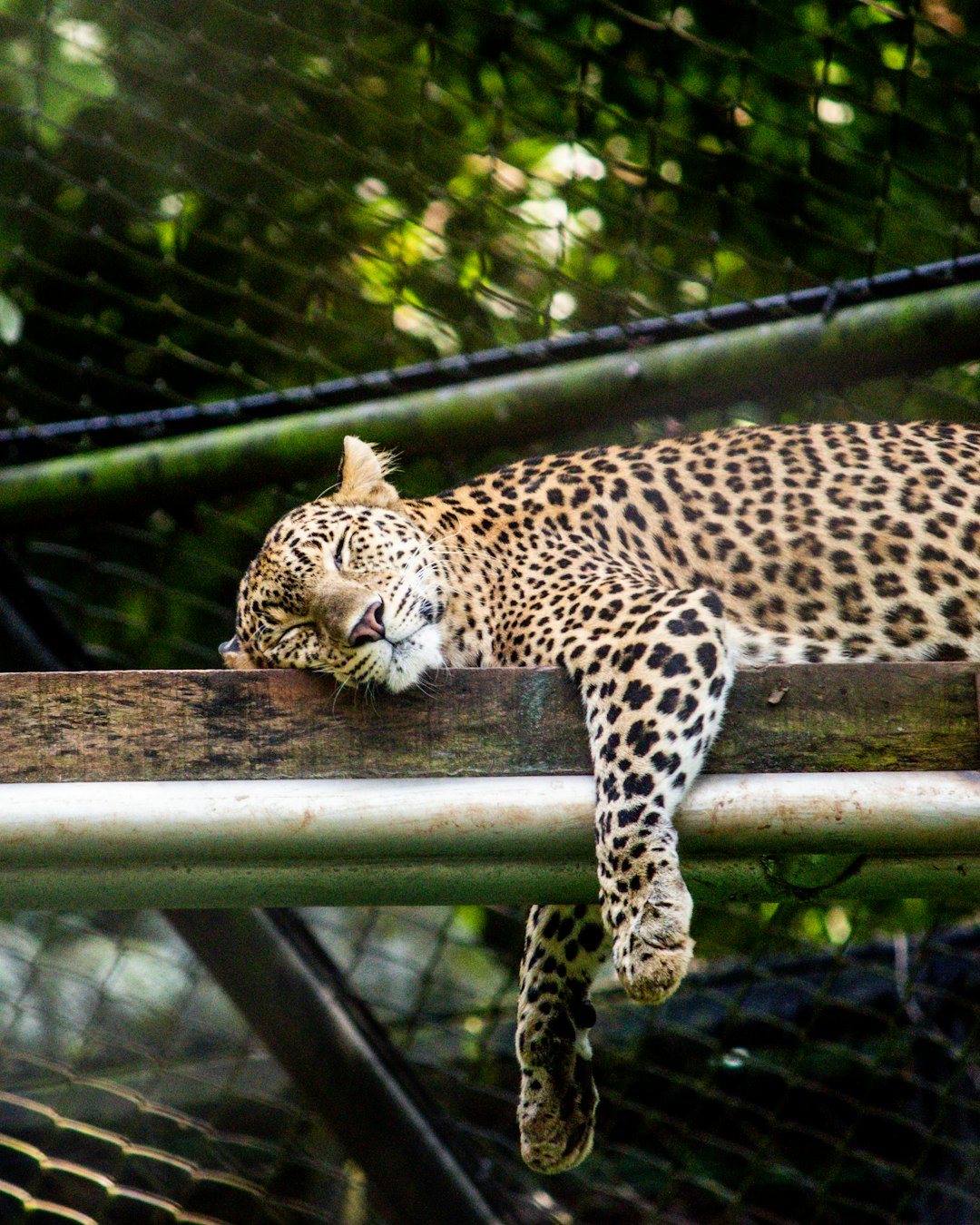 photo of Trivandrum Wildlife near Ponmudi