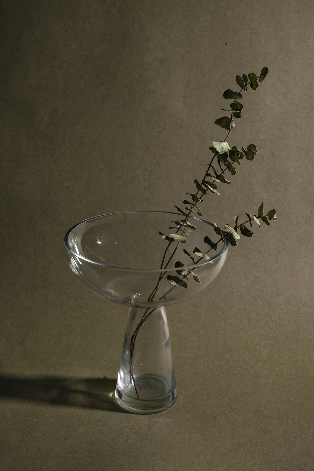 green plant on clear glass vase