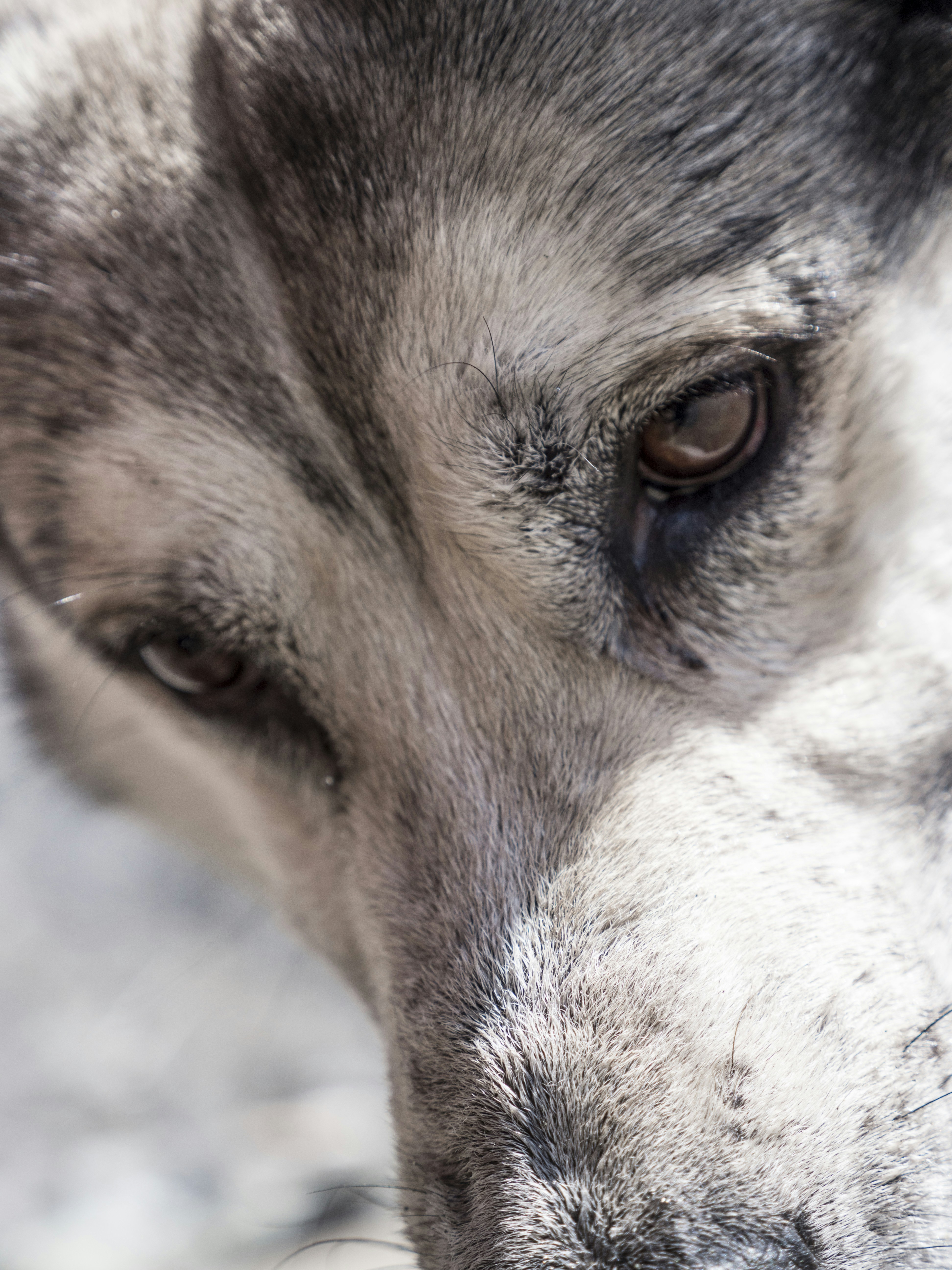 Photo by leo_visions_