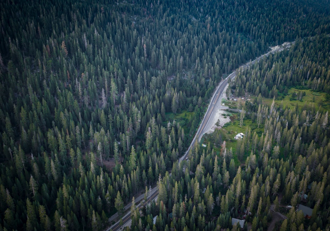 aerial view of green trees and road during daytime