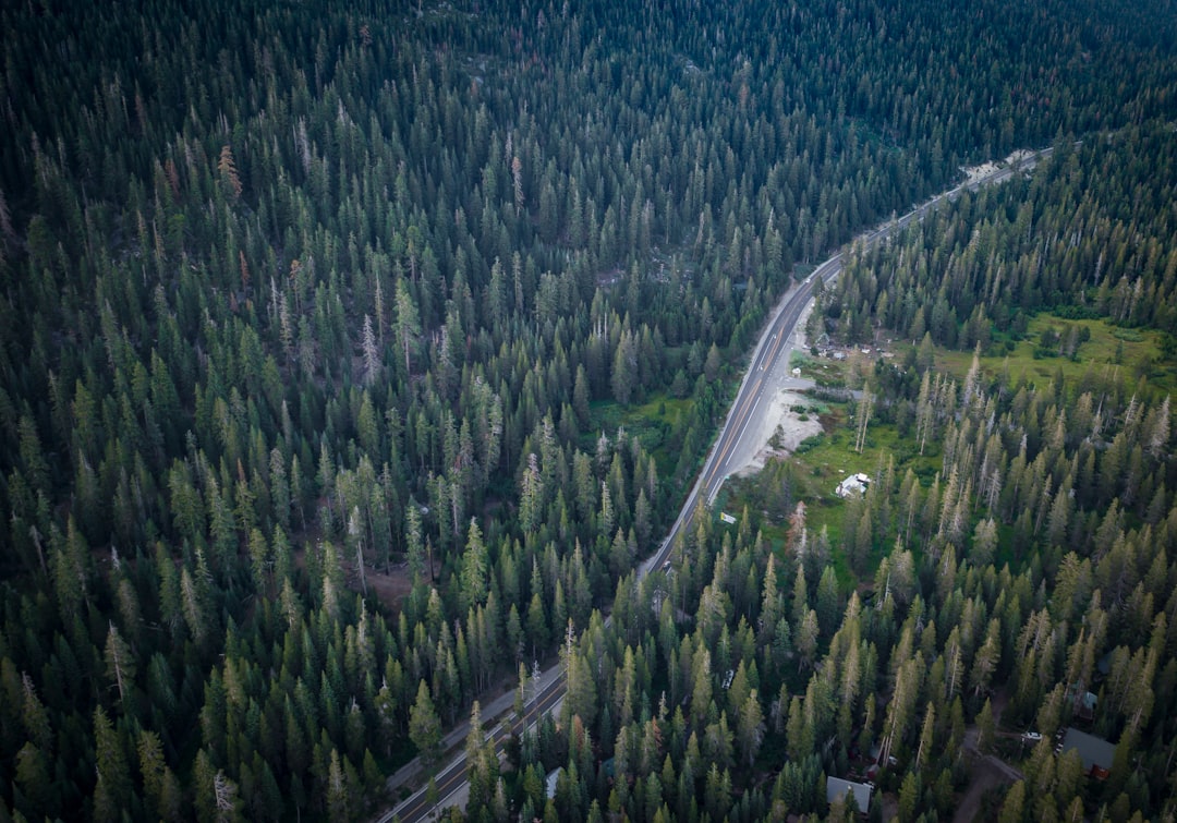 Forest photo spot Lake Tahoe Tahoe