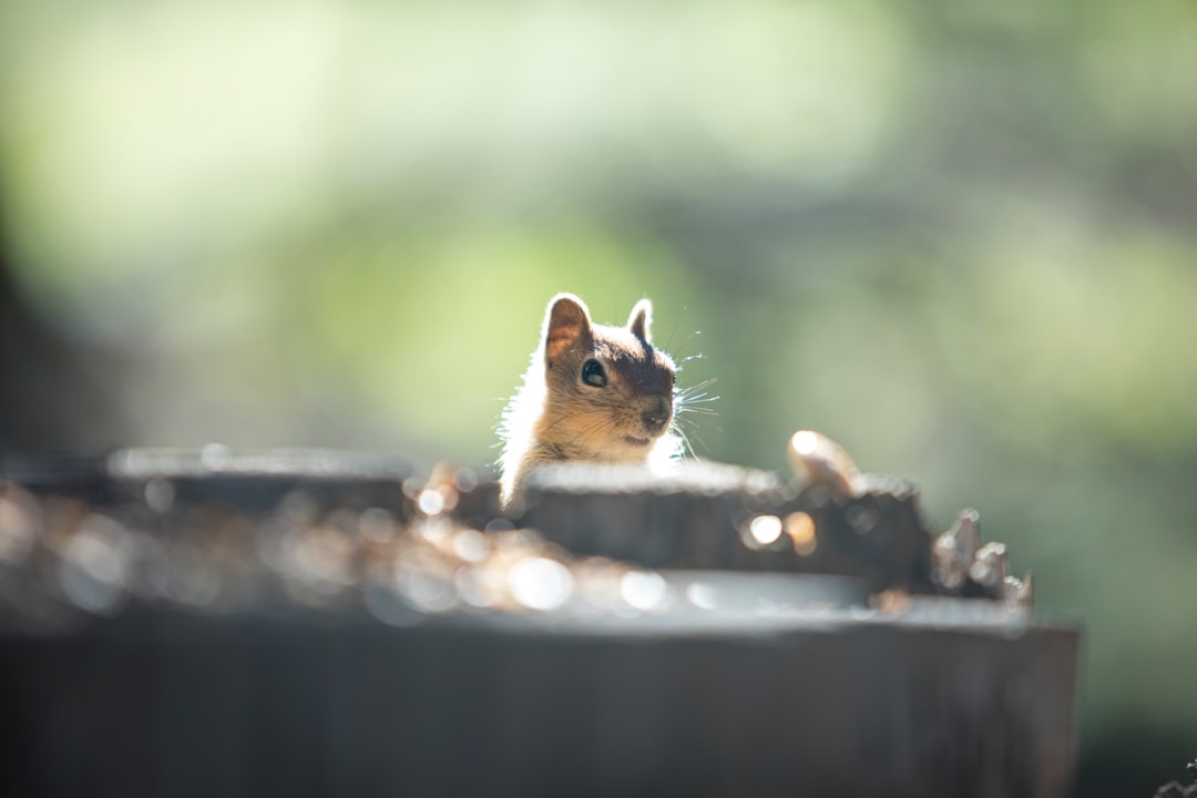 brown and white squirrel on brown wooden round table