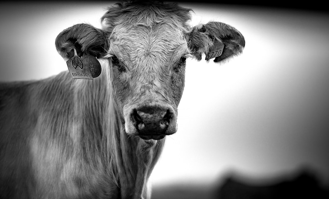 grayscale photo of cows head