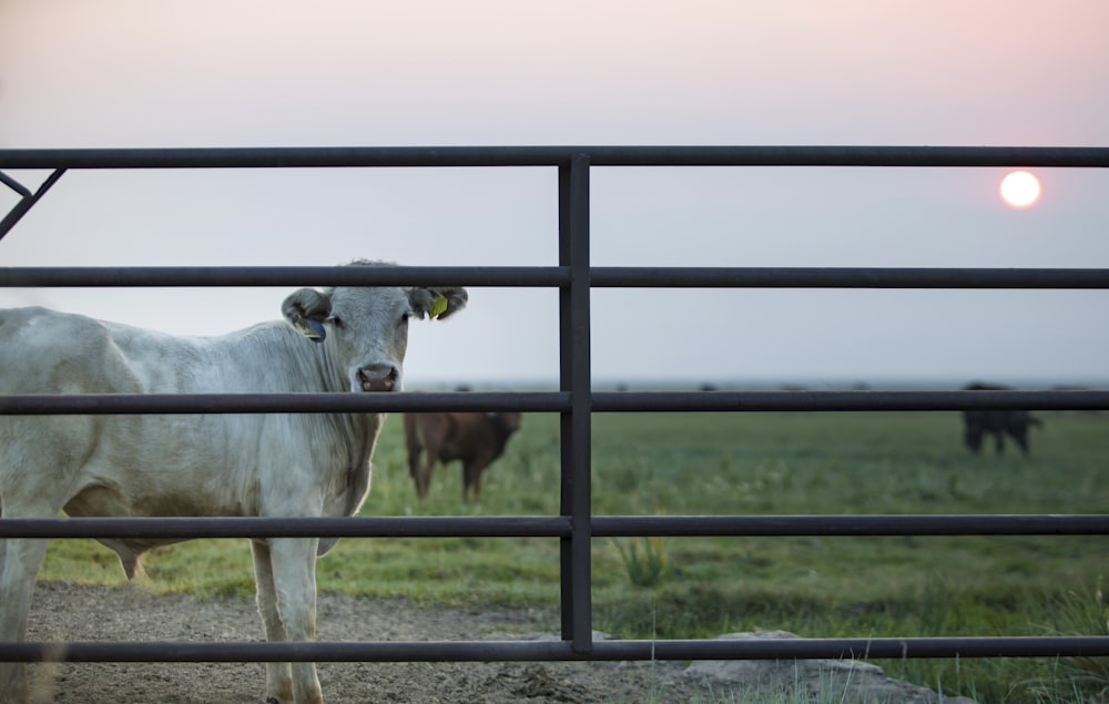 white cow on green grass field during daytime