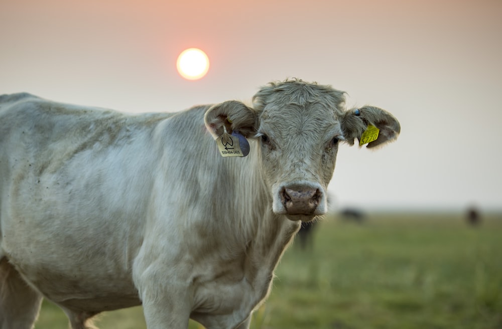 white cow on green grass during daytime