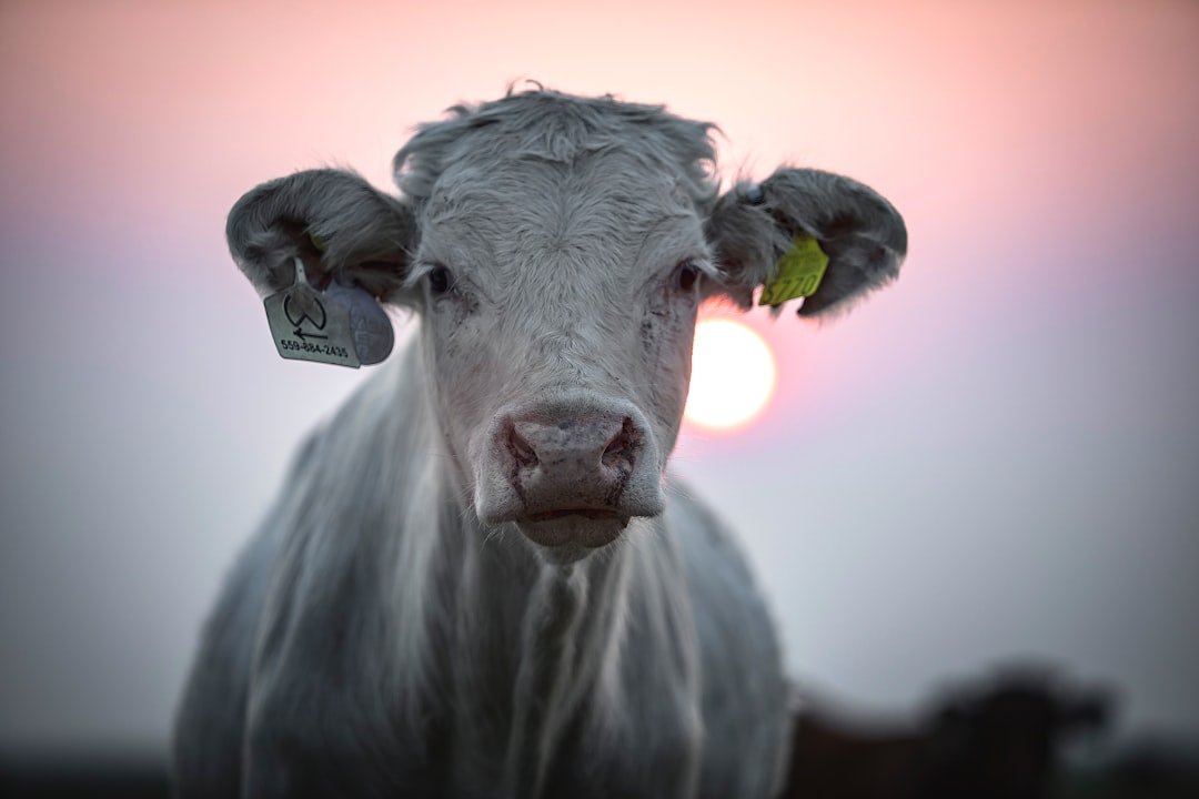 white cow with green leaf on head