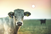 A group of young calves playing together in the open field during sunset.