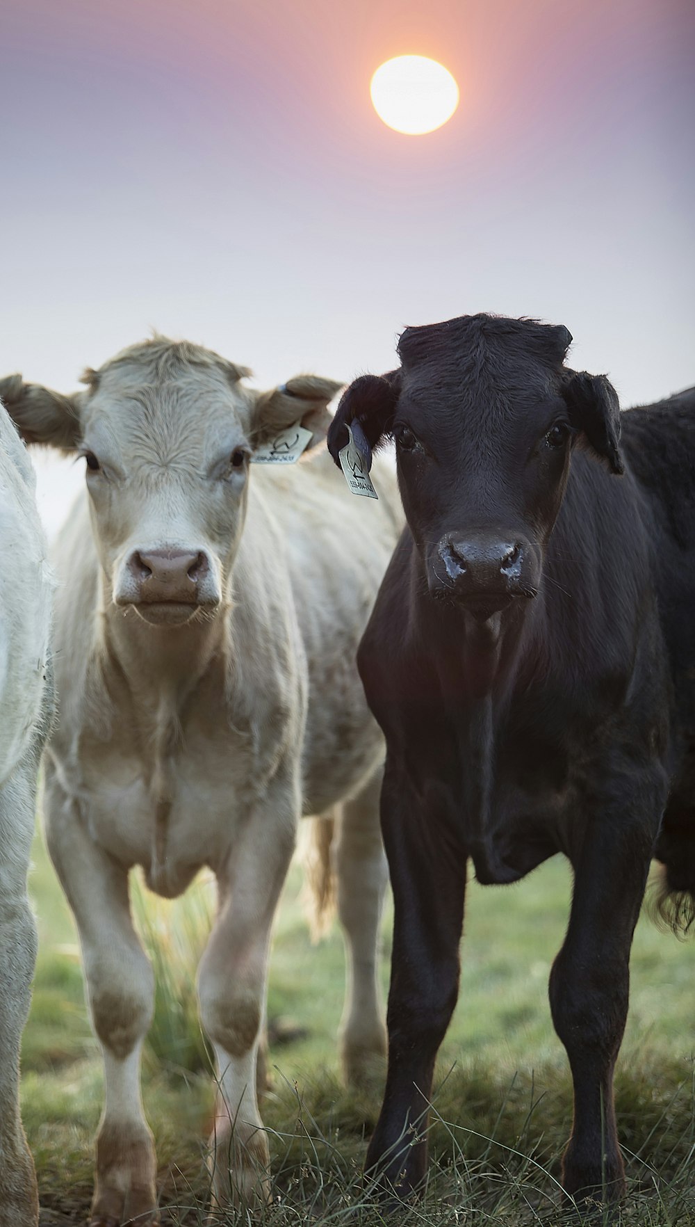 black and white cow on green grass field during daytime