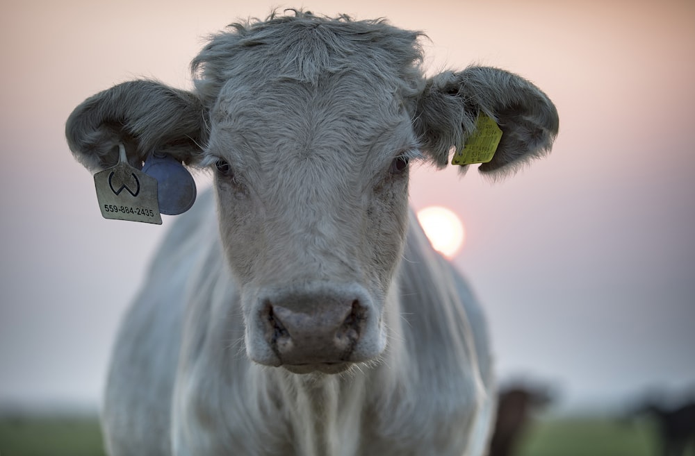 white cow with green grass on head