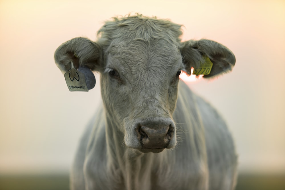 gray cow with yellow eyes