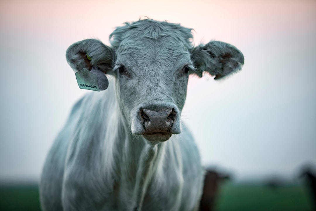 gray cow in tilt shift lens