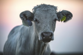 A close-up of a gray cow with fluffy fur, facing the camera. The cow has large ears with identification tags in each: one black and one yellow. The background is softly blurred with warm pastel colors, suggesting a sunset or sunrise.