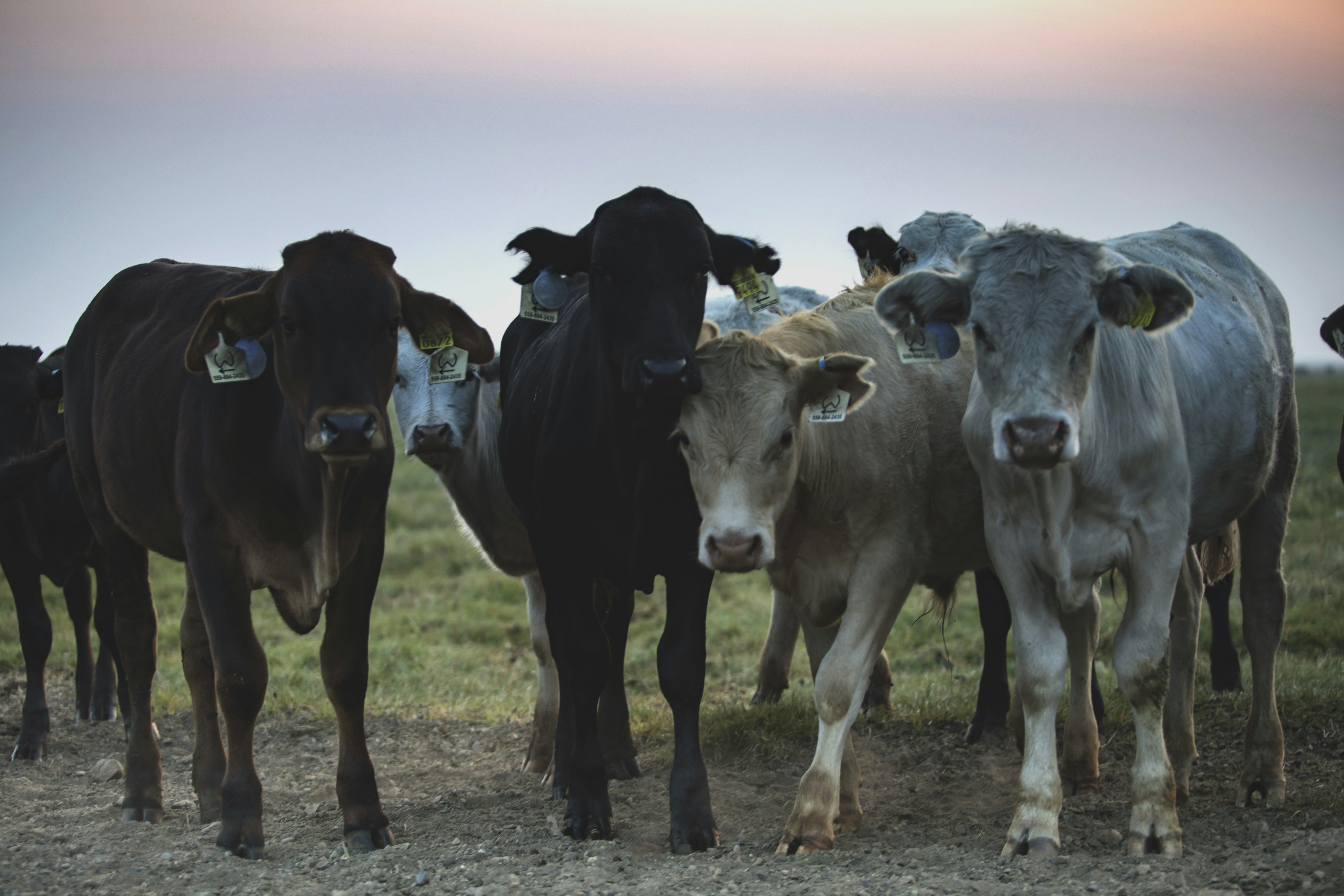 Photo by leo_visions_