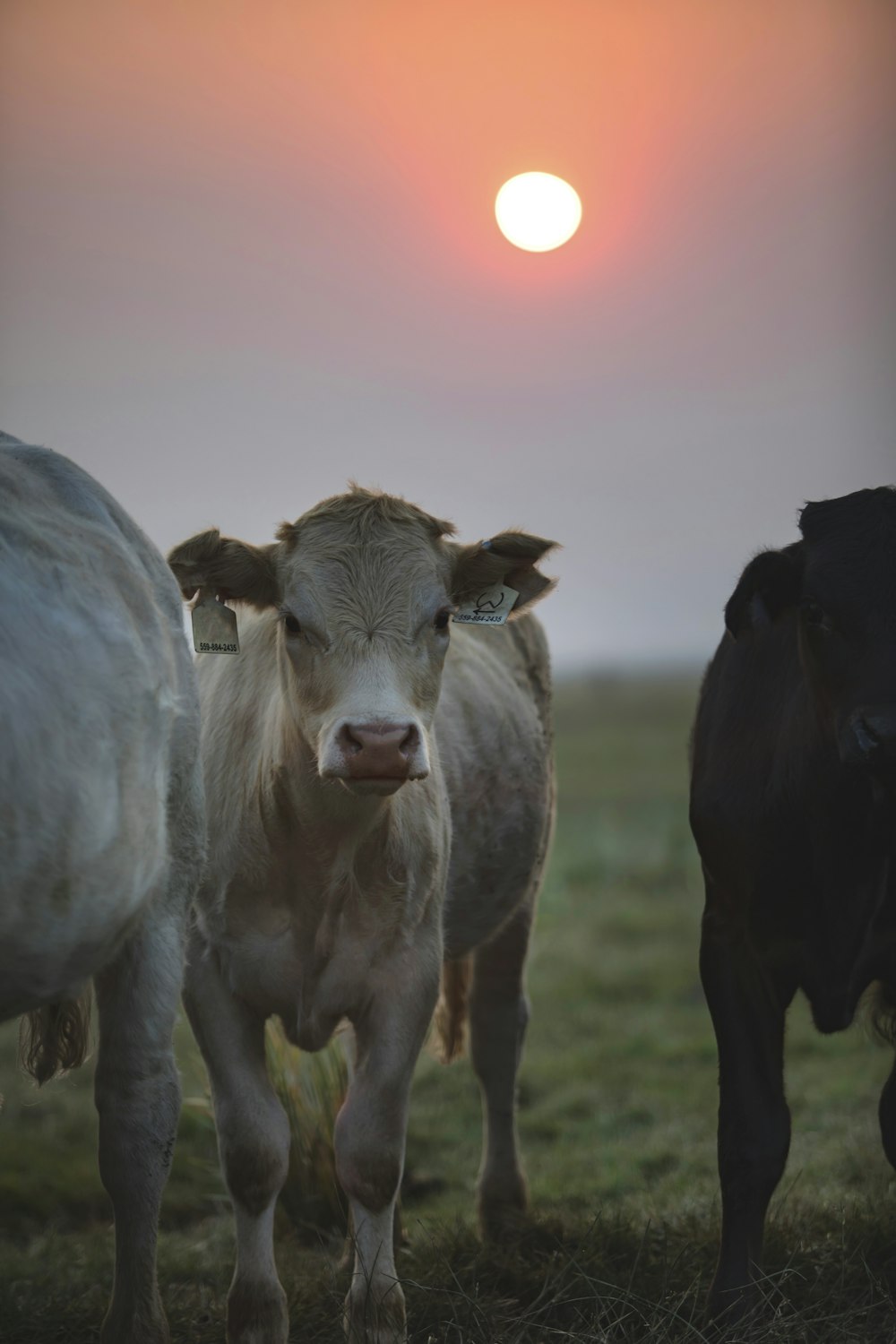 white cow on green grass field during daytime