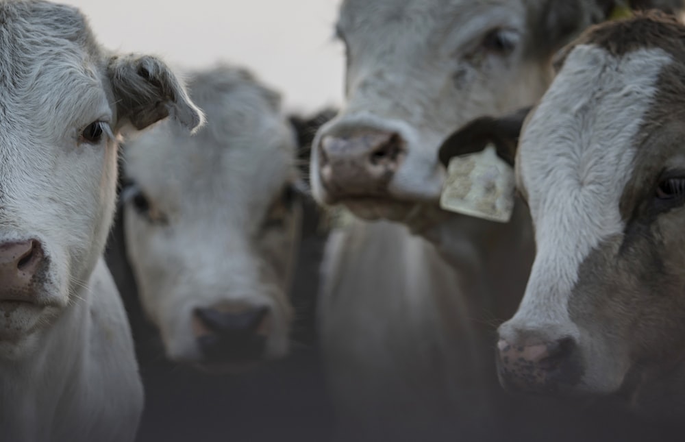 white cow in close up photography