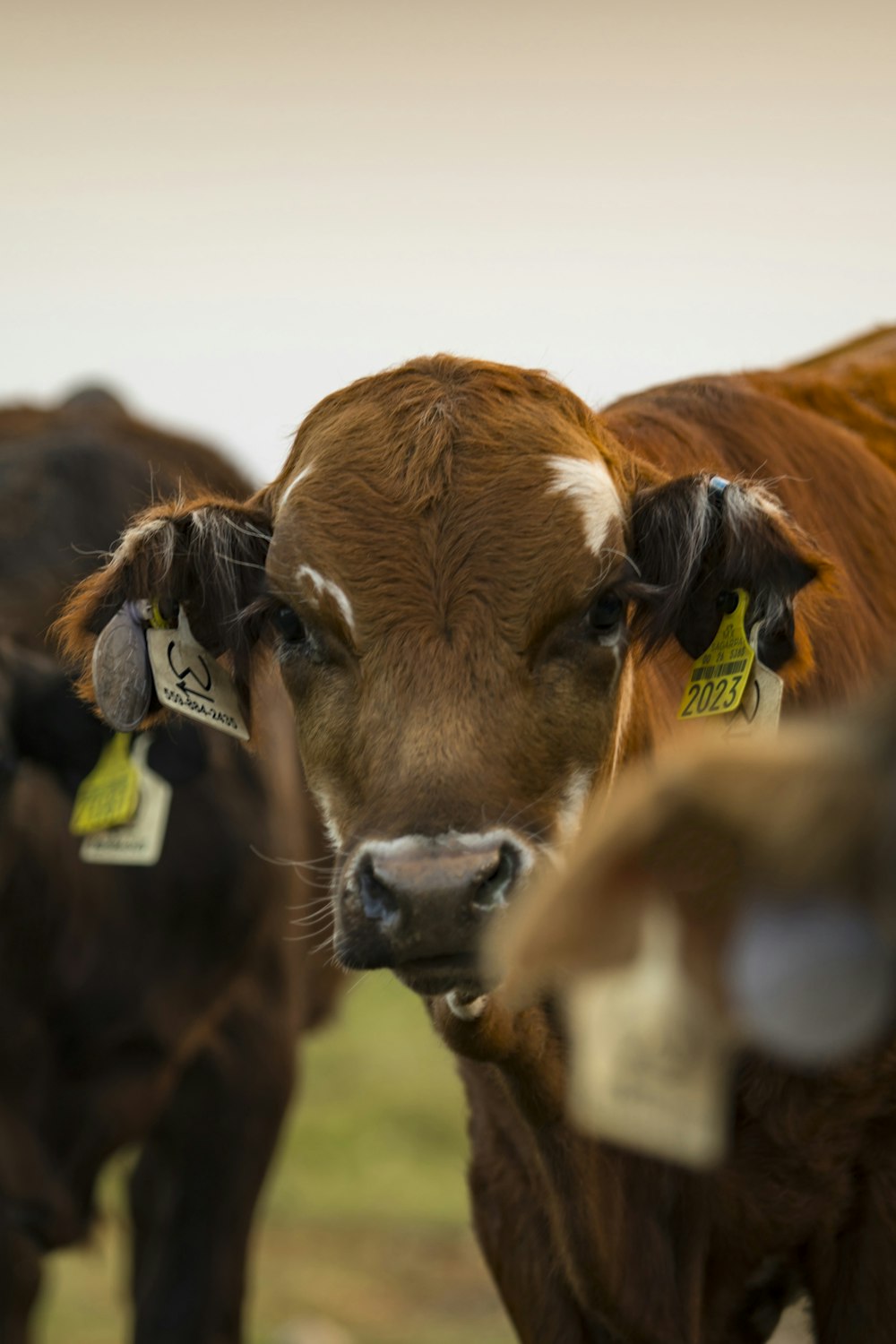 brown cow on green grass field during daytime