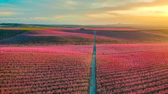 red flower field during sunset in Aitona Spain