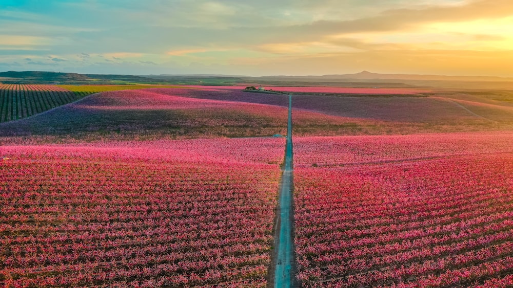 red flower field during sunset