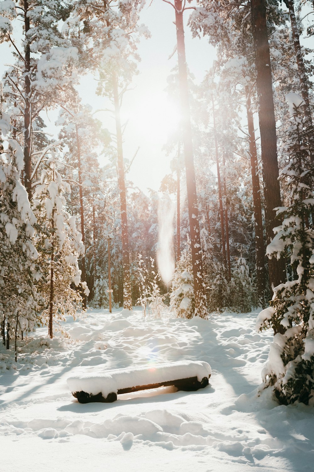 snow covered trees during daytime