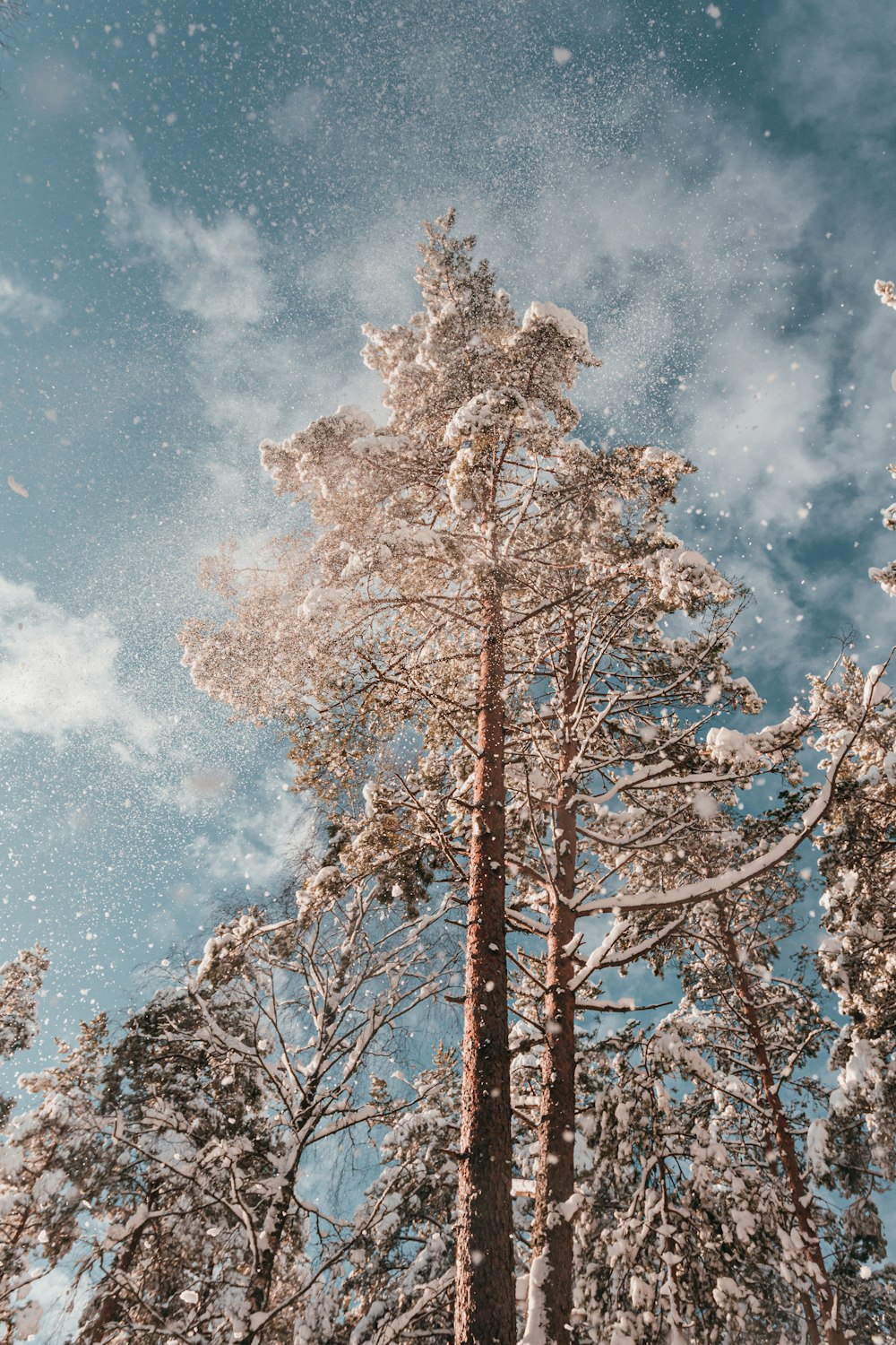 brown tree under blue sky