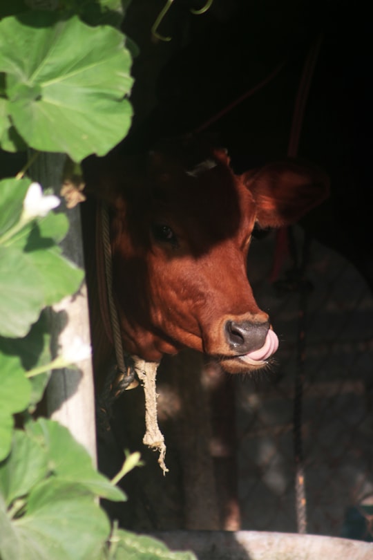 brown cow in a cage in Nagercoil India