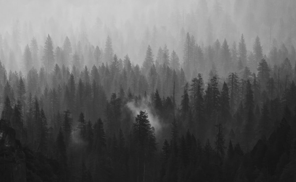 pinos verdes cubiertos de niebla