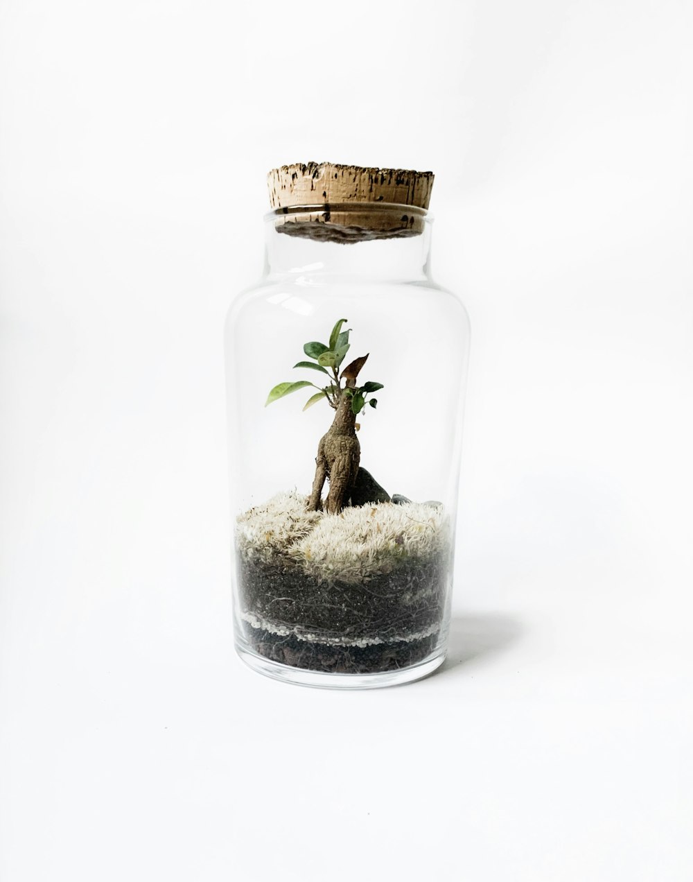 Planta verde en frasco de vidrio transparente