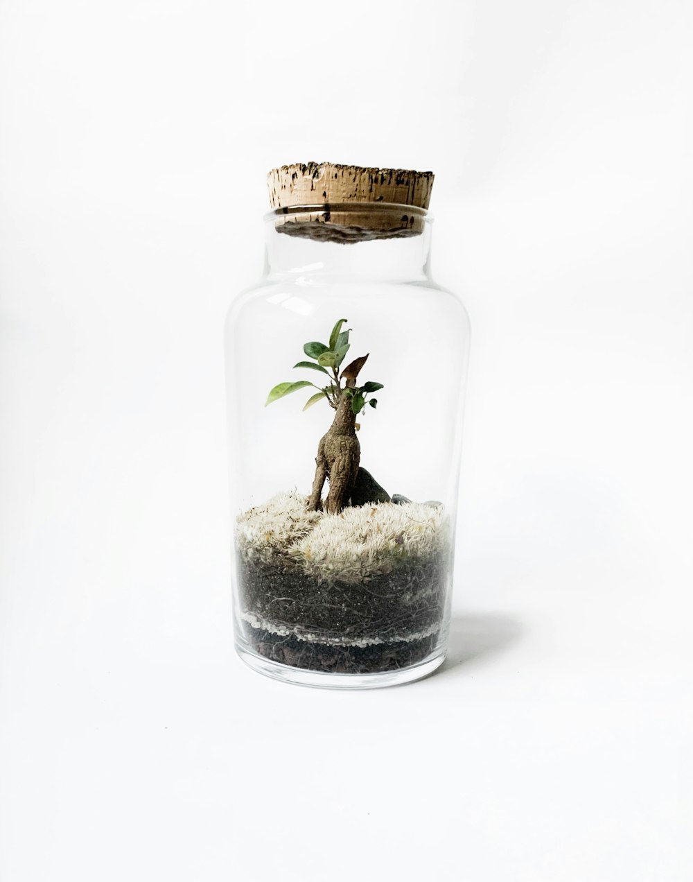 green plant in clear glass jar