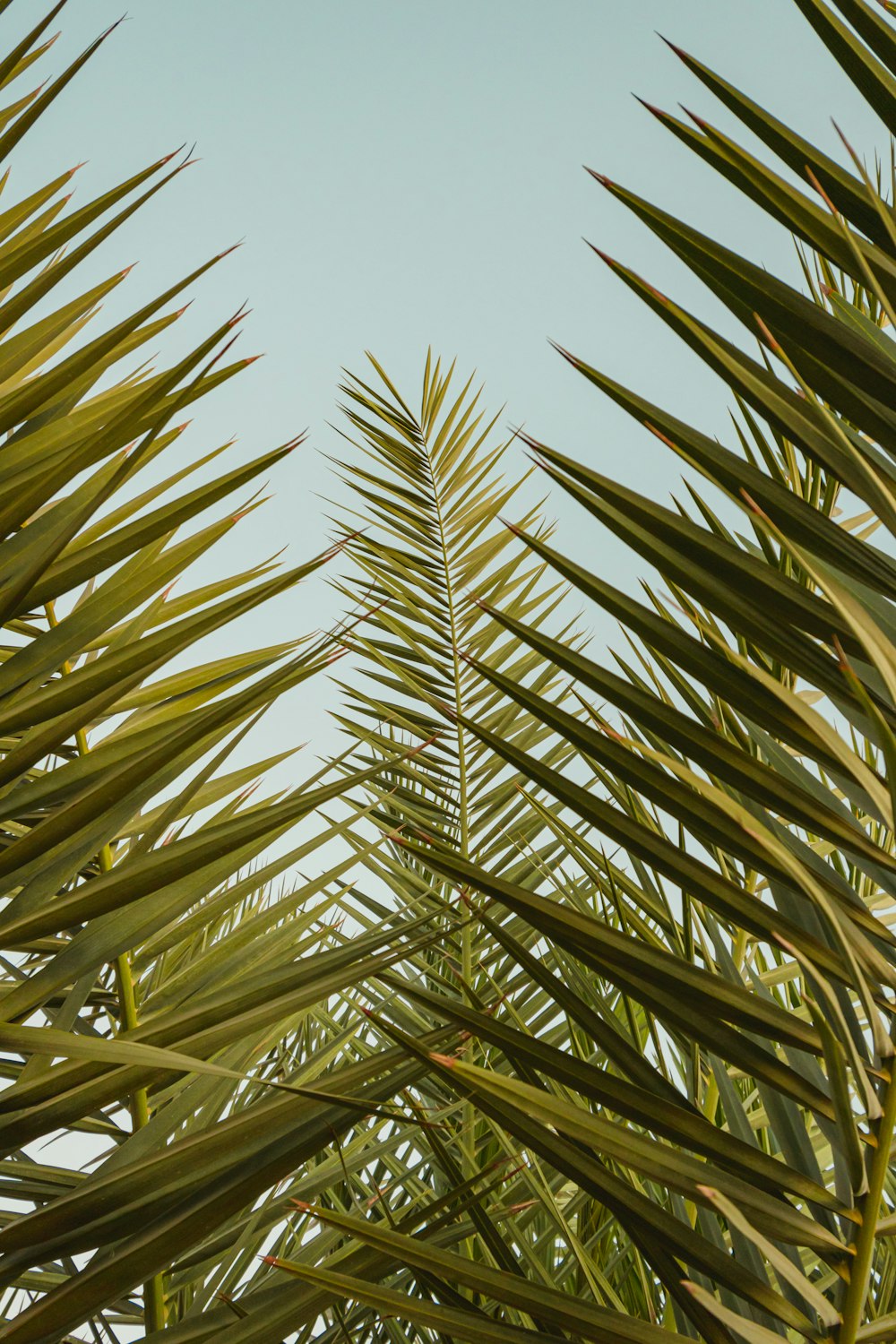 palmier vert sous le ciel bleu pendant la journée