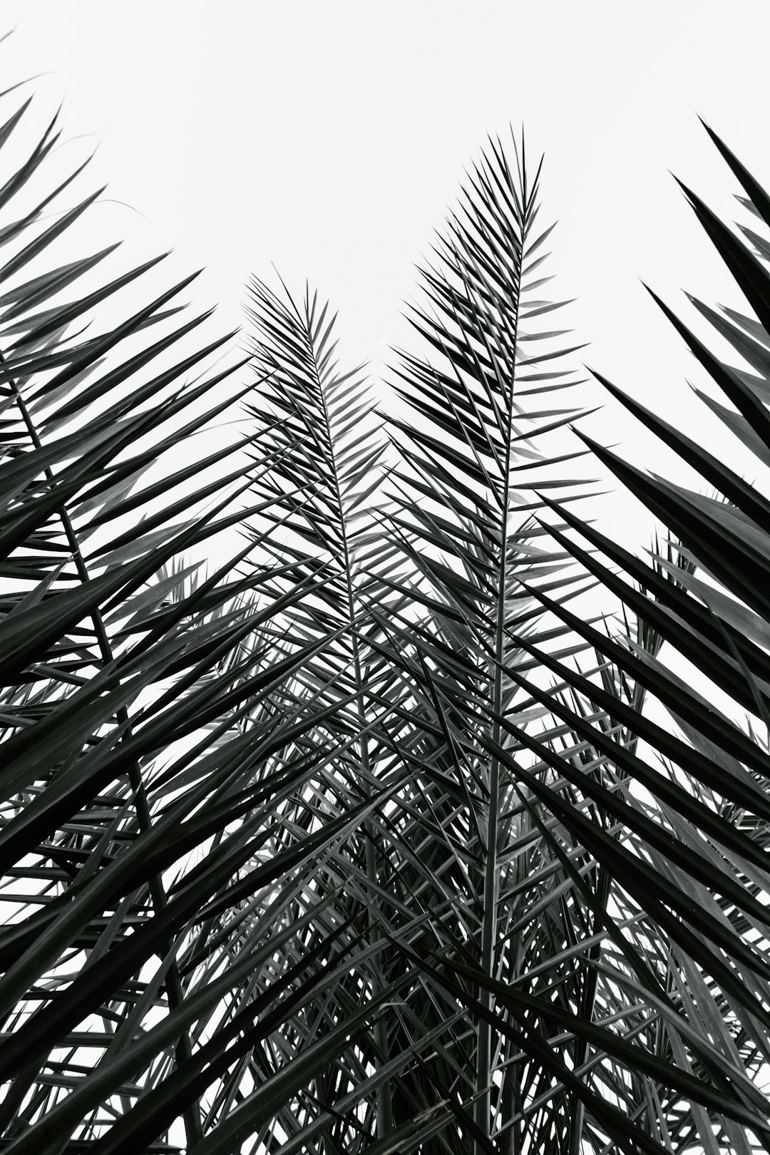 green palm tree under white sky during daytime