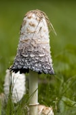 A tall mushroom stands in a grassy area. Its cap is a shaggy mixture of black, white, and brown, with a textured surface resembling fur or fringes. The base is an off-white color, and the background is a soft-focus green, indicating grass and foliage.