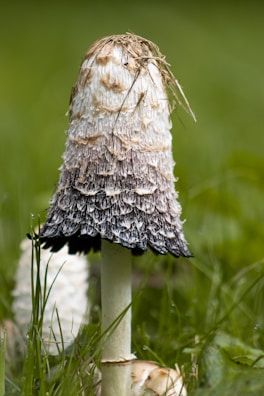 A tall mushroom stands in a grassy area. Its cap is a shaggy mixture of black, white, and brown, with a textured surface resembling fur or fringes. The base is an off-white color, and the background is a soft-focus green, indicating grass and foliage.