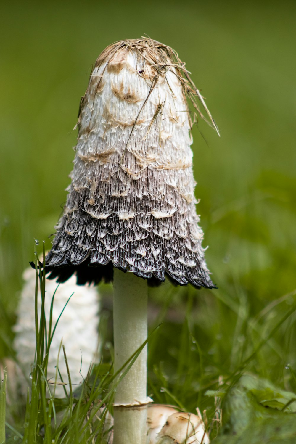 white and black mushroom in close up photography