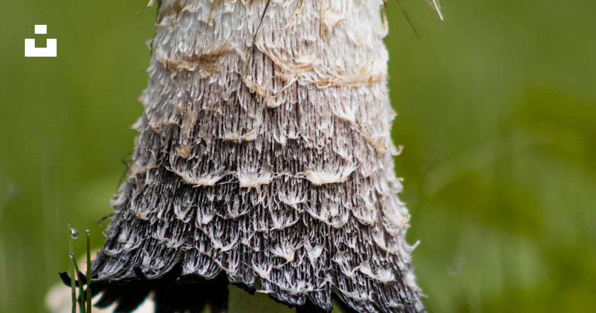Seta blanca y negra en fotografía de primer plano foto – Imagen de ...