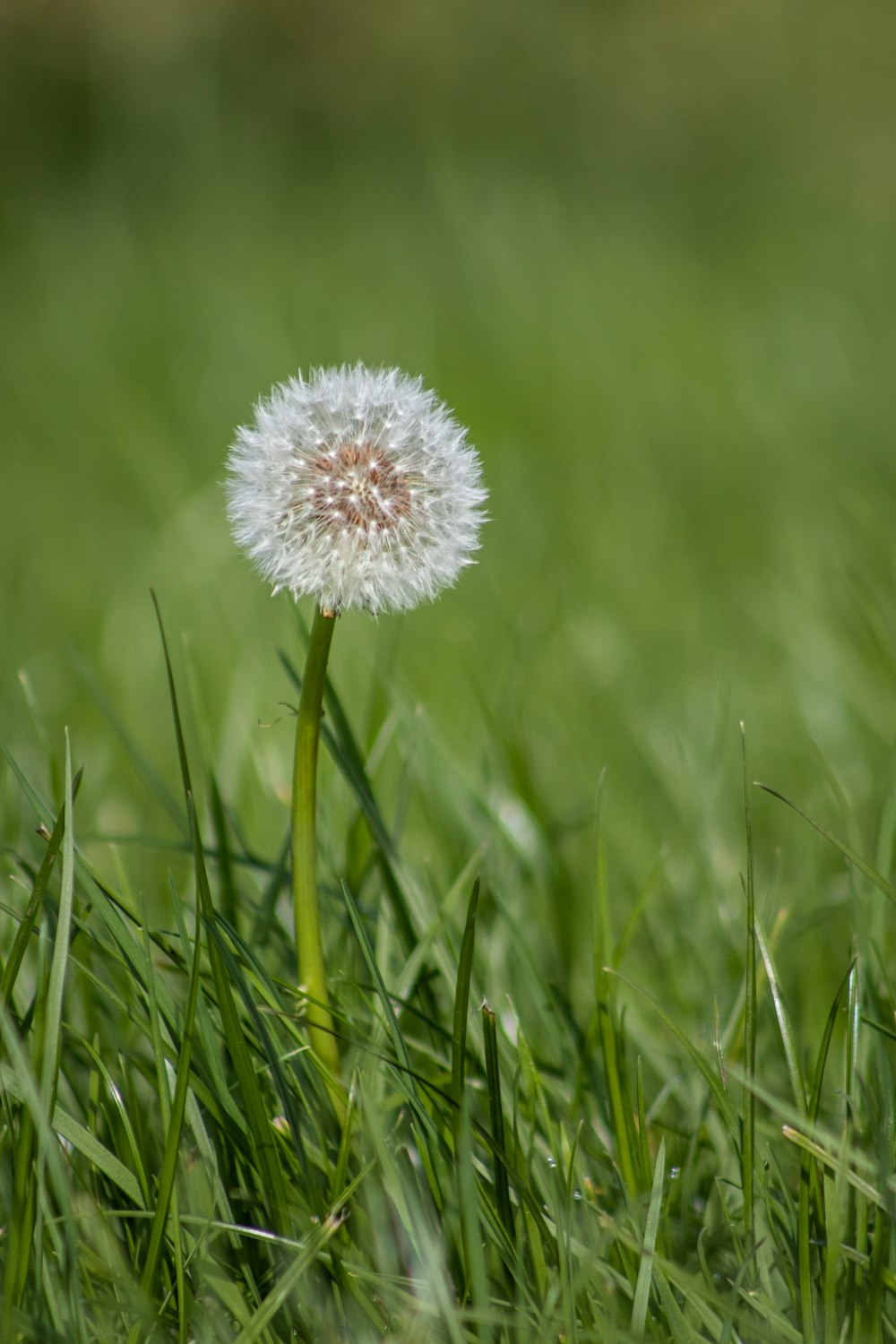 white and pink flower on green grass field