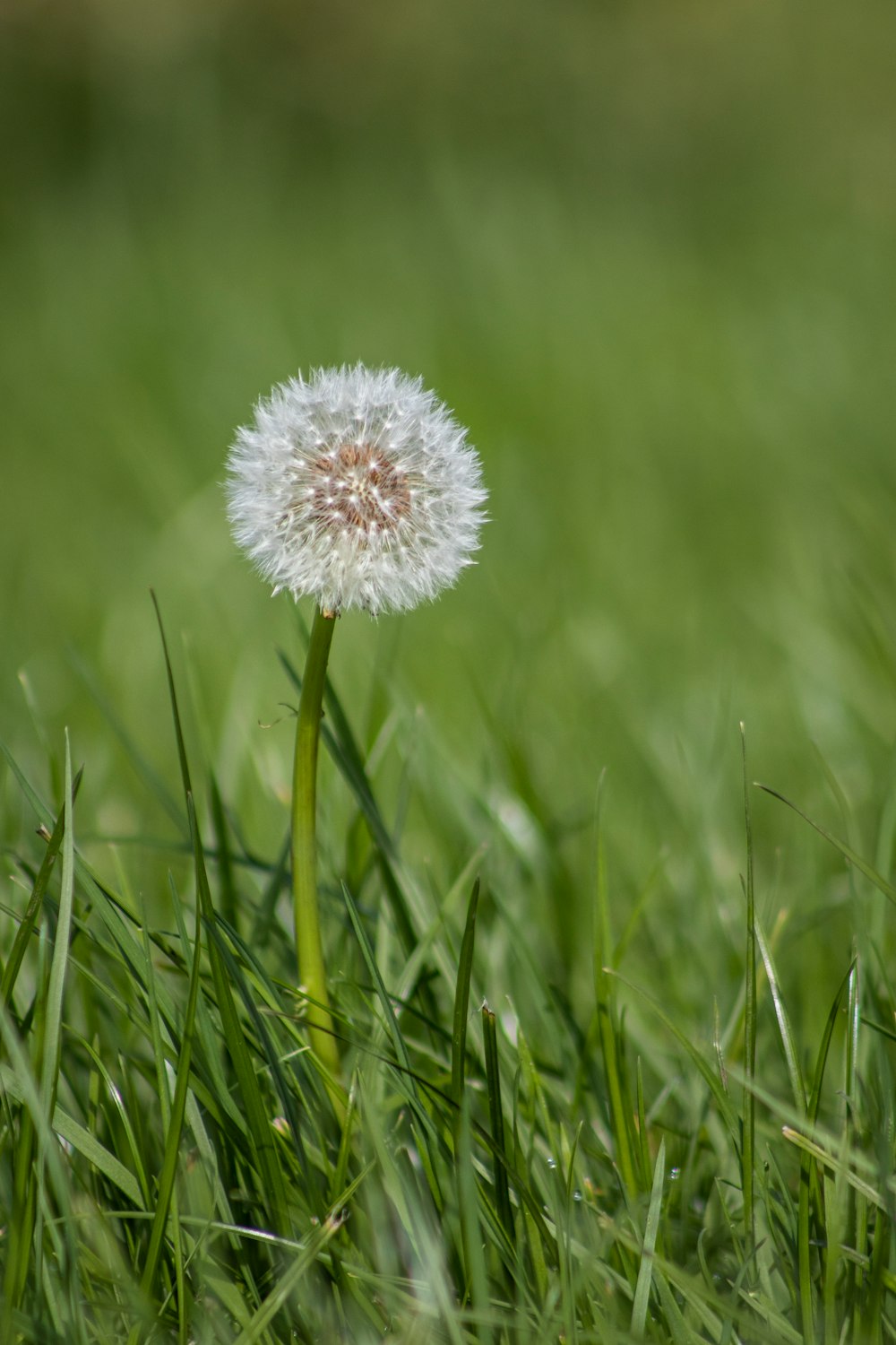 緑の芝生に白とピンクの花