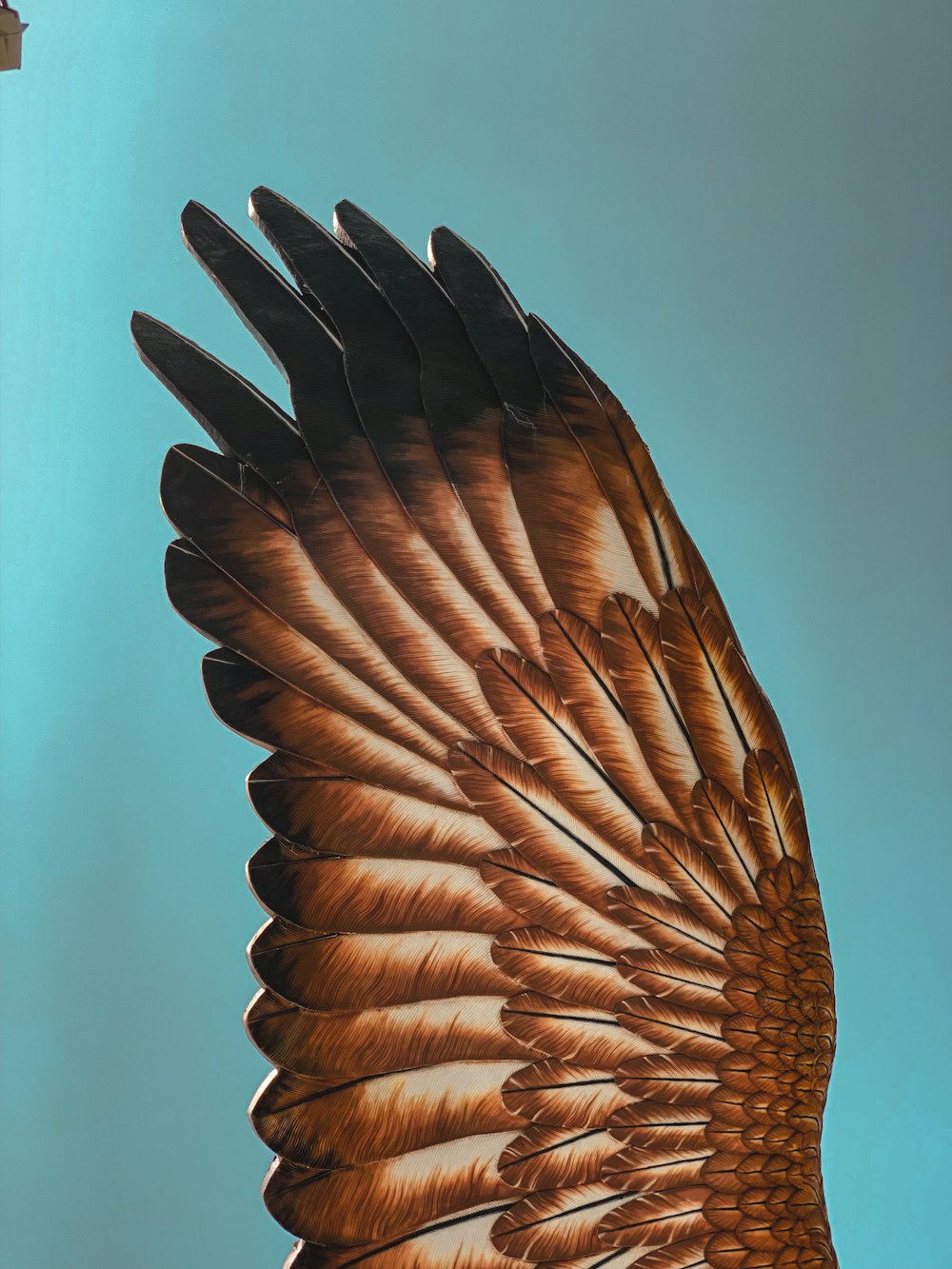 pássaro marrom voando durante o dia