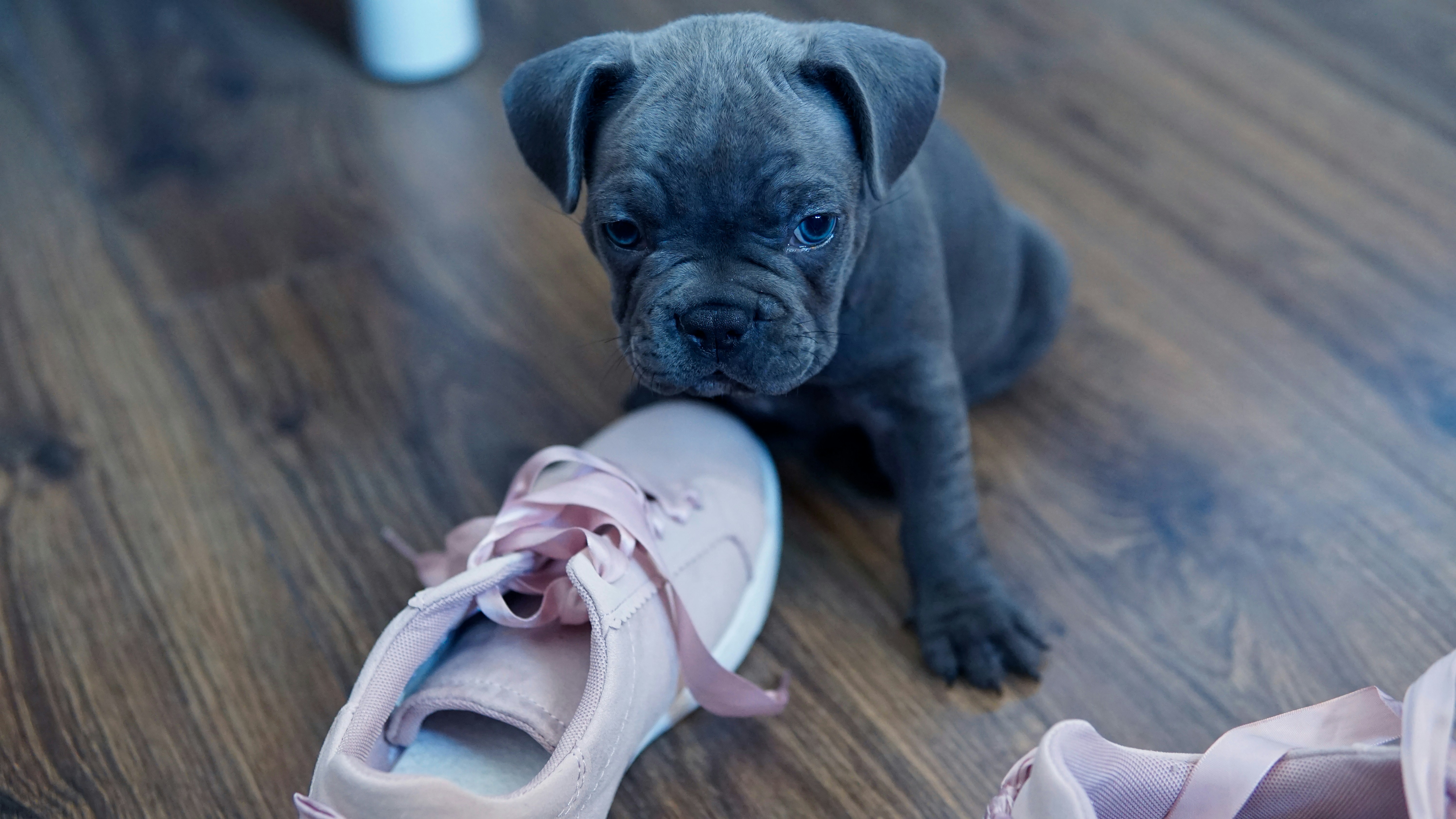 brown short coated dog on brown wooden floor