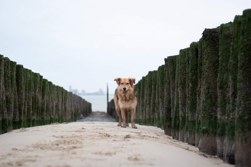 brauner kurzhaariger Hund auf grauem Sand in der Nähe von grünem Gras tagsüber