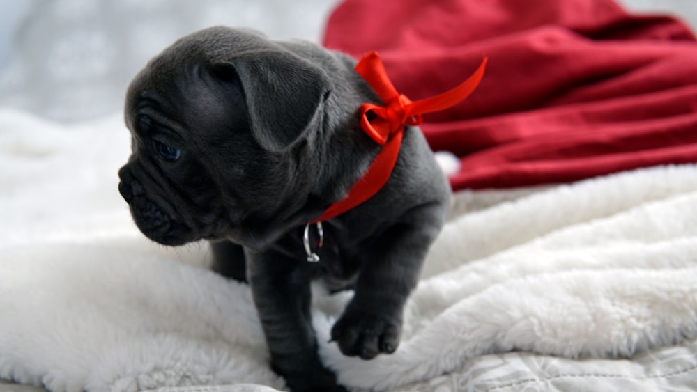black pug puppy wearing red and white scarf
