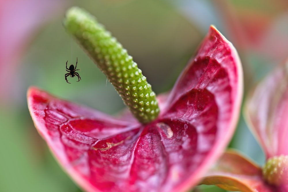 flor rosada con hojas verdes