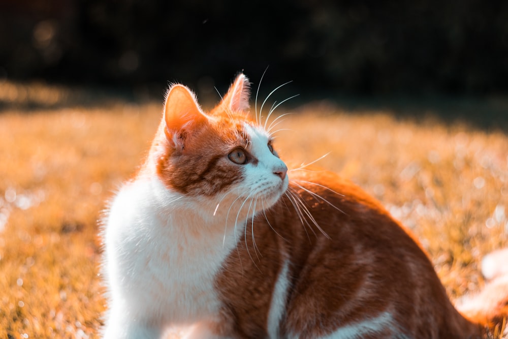 orange and white cat on brown grass field during daytime