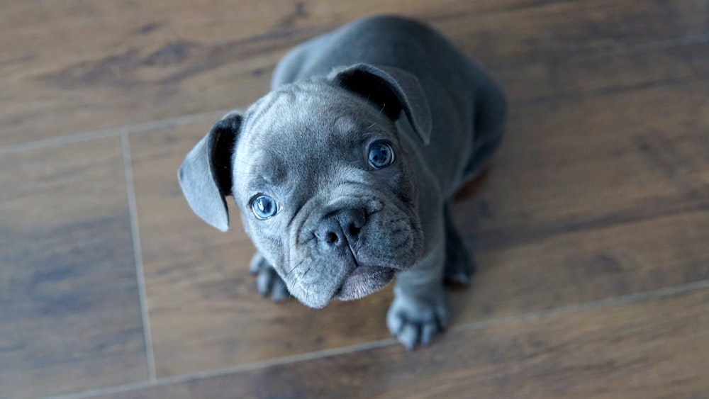 gray short coated dog on brown wooden floor