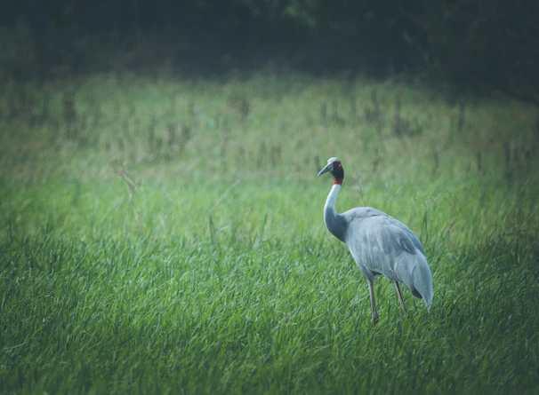 A graceful red-crowned crane standing tall among misty pine trees.