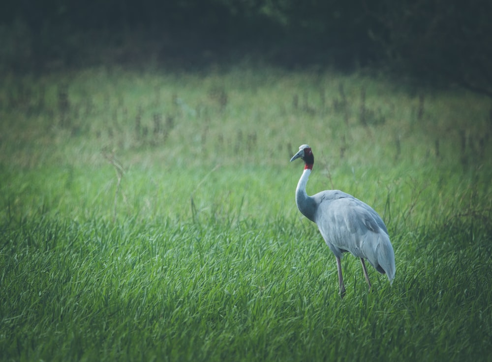 grey long beak bird on green grass field during daytime