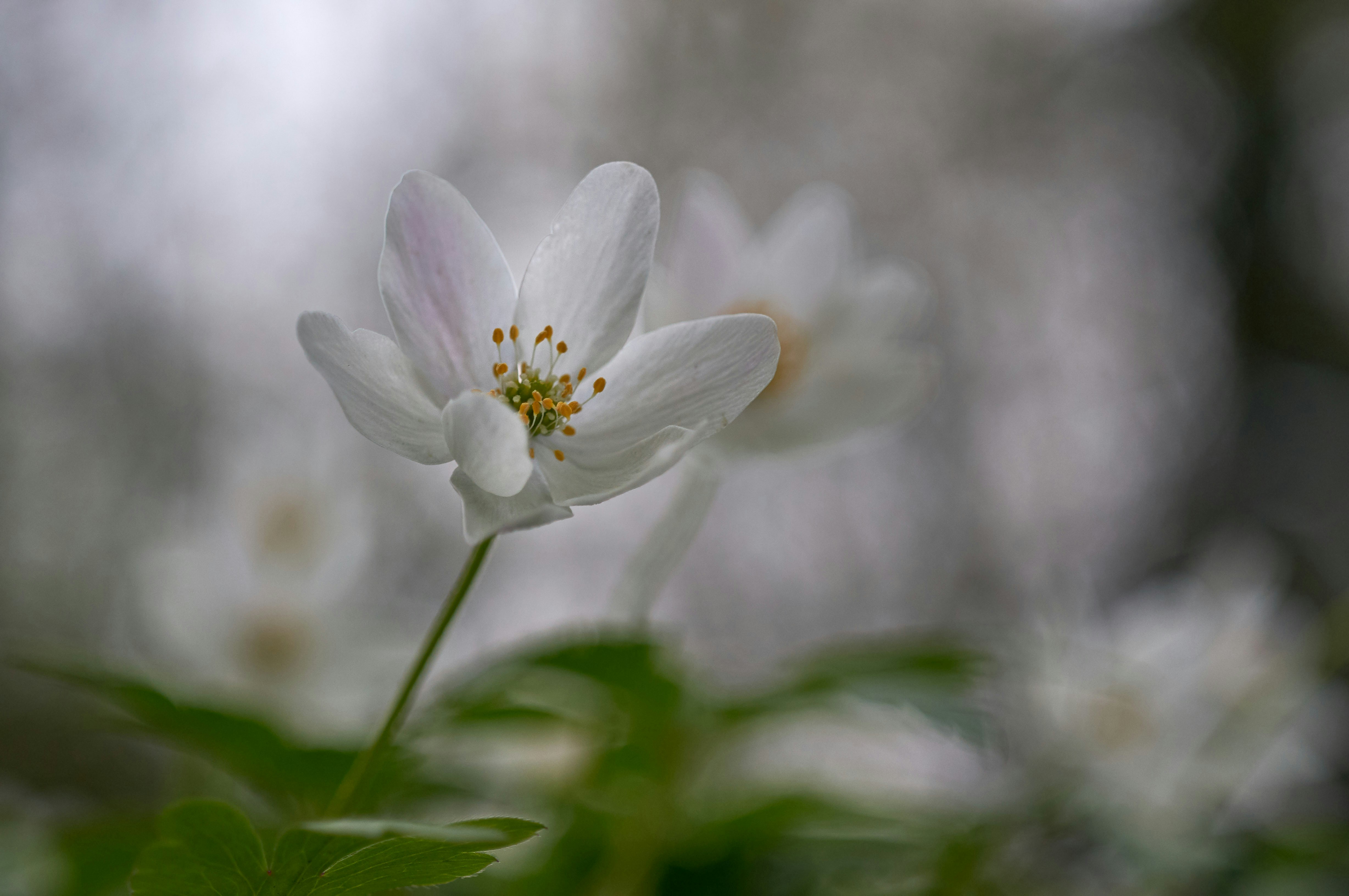 Photo by wolfgang_hasselmann