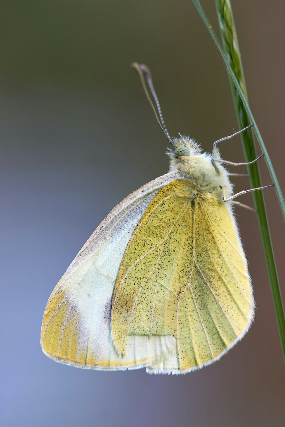 white and green butterfly on brown stem