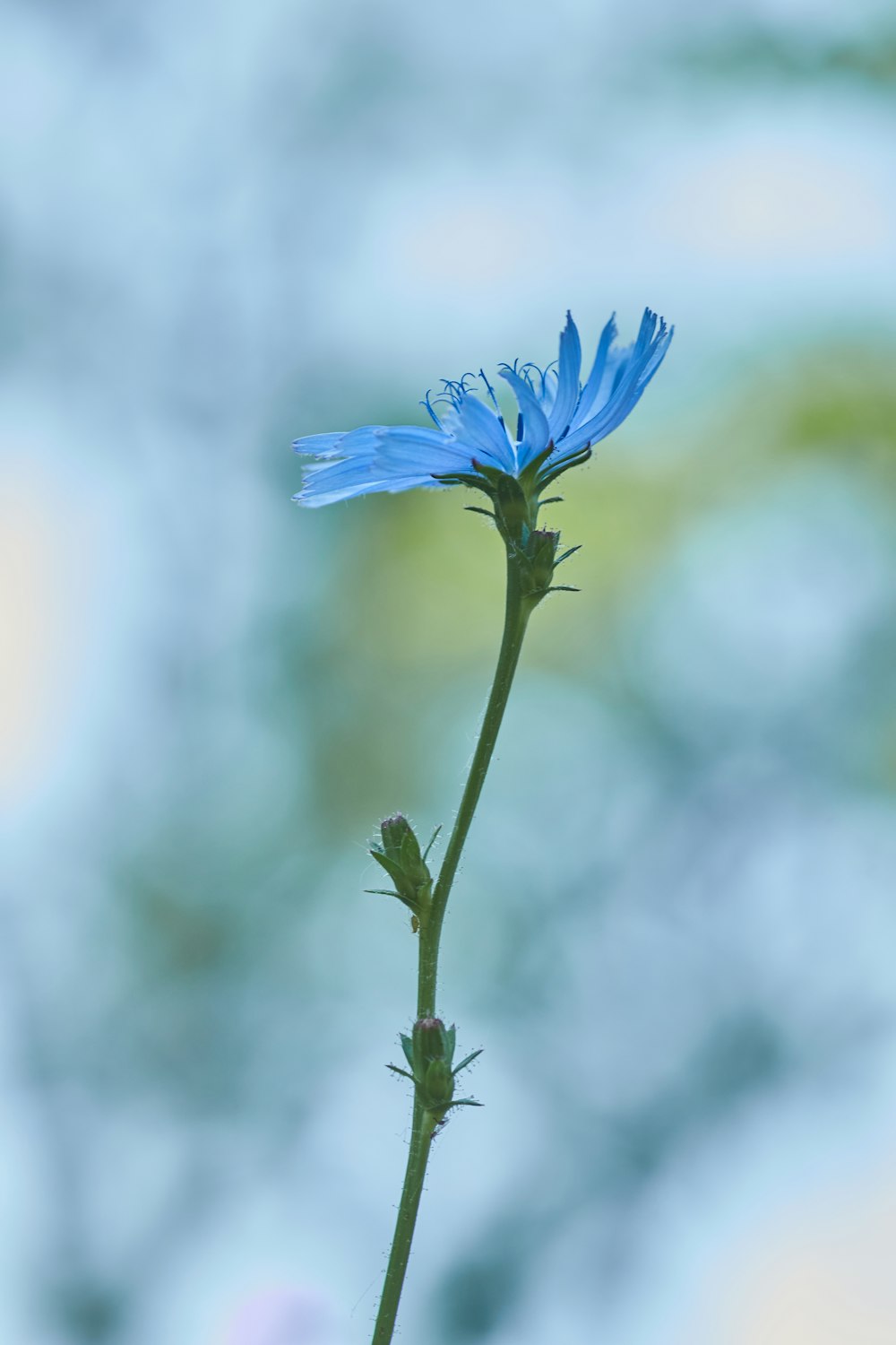 blue flower in tilt shift lens