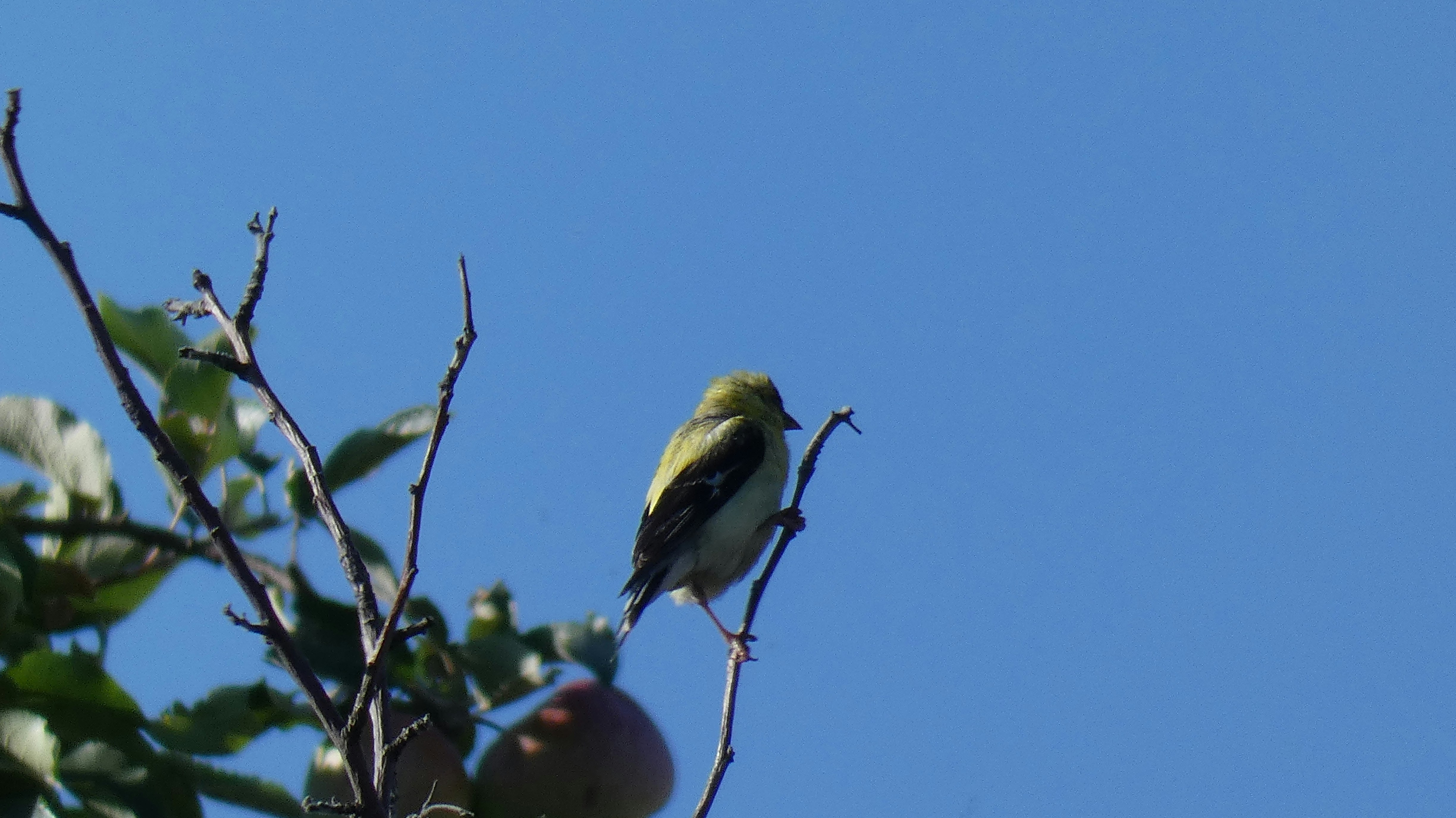 Small olive-yellow bird perches on a bare branch against a vivid blue sky.